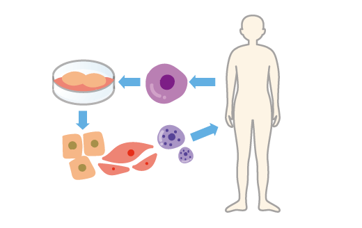 幹細胞の分離・濃縮