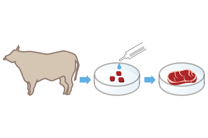 動物細胞の研究・産業化