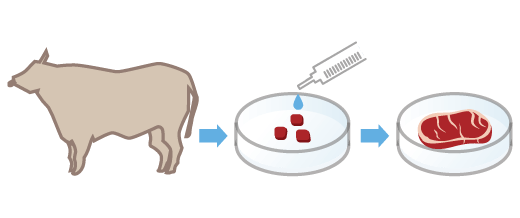 動物細胞の研究・産業化
