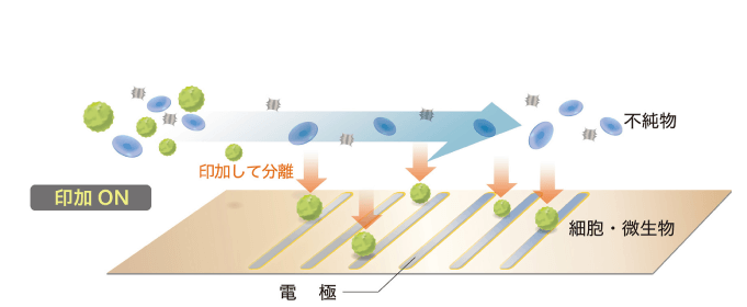 その力を利用して、誘電体（ここでは、絶縁膜があり、電解質を有するもの=細胞膜があり、細胞質を有するもの=微生物など）を電極に引き寄せて捕捉します。