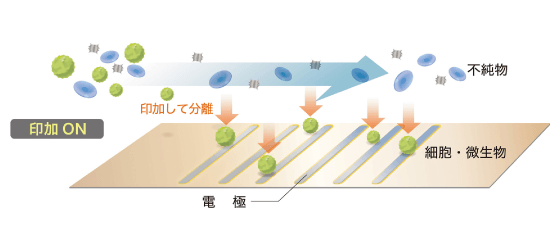 その力を利用して、誘電体(絶縁膜があり、電解質を有するもの=細胞膜があり、細胞質を有するもの=微生物など)を電極に引き寄せて捕捉します。