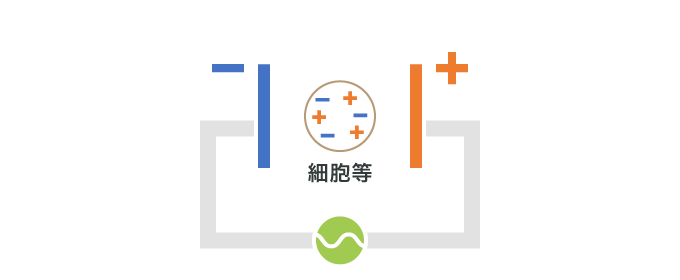 電極間に誘電体（細胞等）がある状態で交流電圧を電極に印加します。