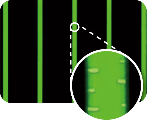 E.coli（大腸菌）