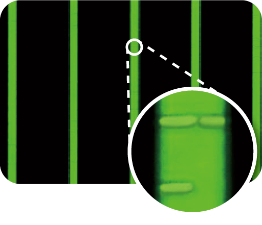 B.cereus（セレウス菌）