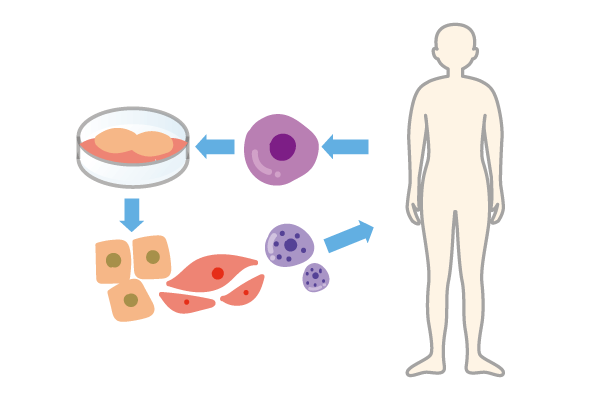 幹細胞の分離・濃縮
